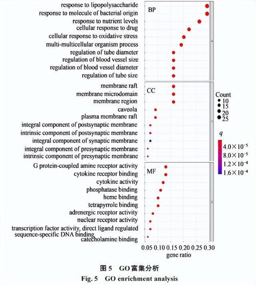麻黄细辛附子汤治疗变应性鼻炎的网络药理学研究及实验验证